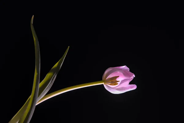 Schöne Rosa Tulpe Auf Schwarzem Hintergrund — Stockfoto