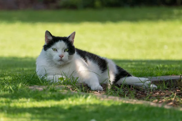 Kat Het Gras — Stockfoto