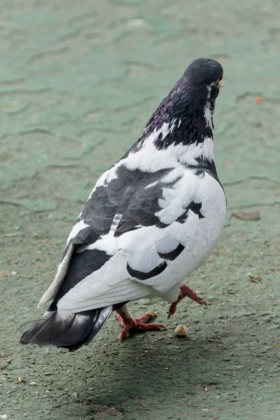Pigeon Ground — Stock Photo, Image