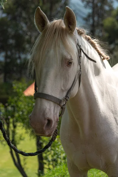 Портрет Красивой Лошади — стоковое фото