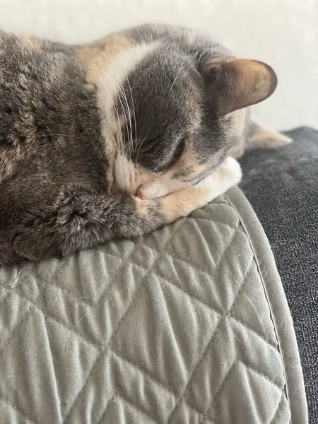 Lindo Gato Acostado Cama — Foto de Stock