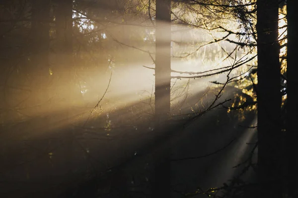 Hermoso Bosque Otoño Con Árboles Niebla — Foto de Stock