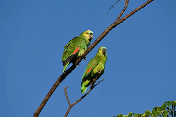 Papagaio Peito Azul Amarelo Sentado Ramo — Fotografia de Stock