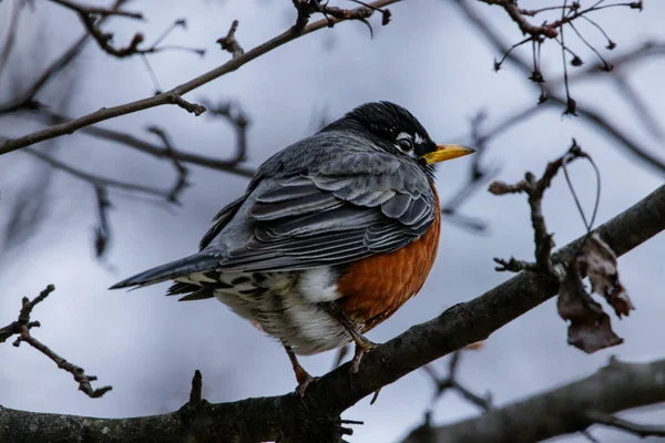 Vogel Auf Einem Ast Aus Nächster Nähe — Stockfoto