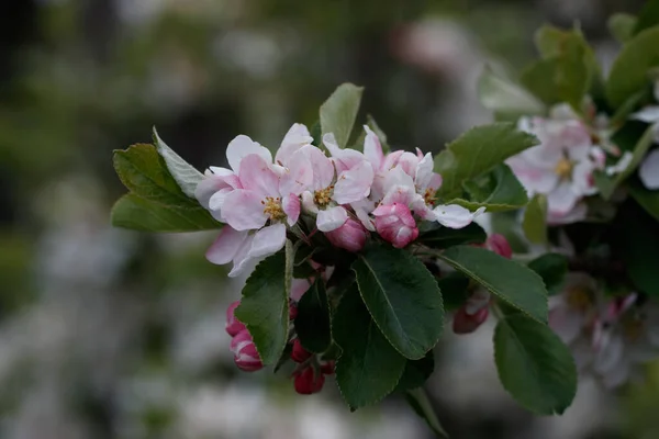 Belles Fleurs Dans Jardin — Photo