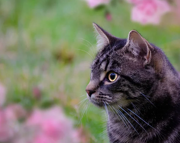 かわいい猫の肖像画 — ストック写真