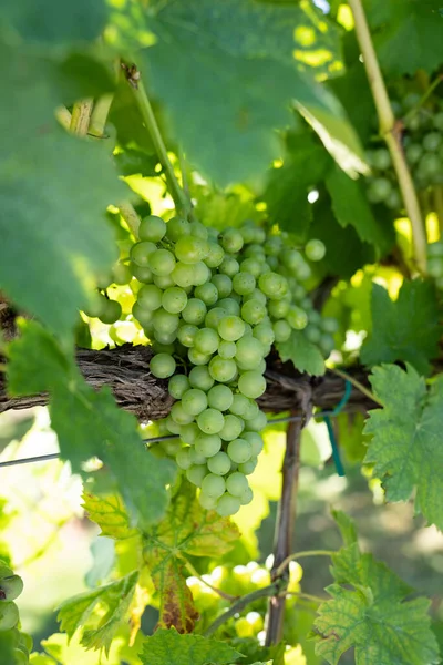 Green Grapes Vine — Stock Photo, Image