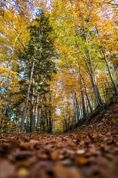 Höst Skog Med Träd Och Blad — Stockfoto