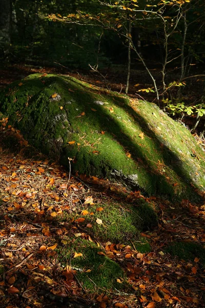 Hermoso Bosque Otoño Con Musgo Árboles —  Fotos de Stock
