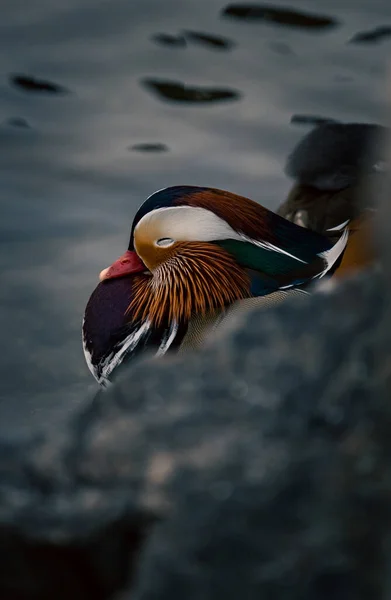 Bel Oiseau Dans Lac — Photo