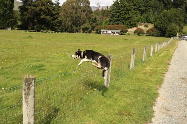 Perro Las Montañas — Foto de Stock