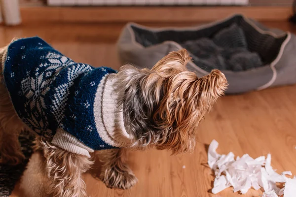 Cute Dog White Carpet — Stock Photo, Image