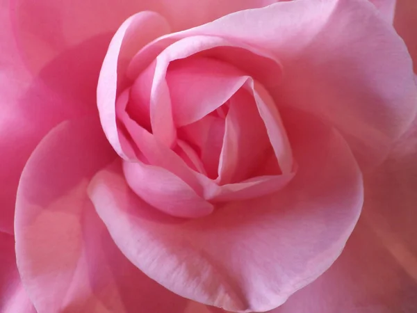 Różowy Róża Zamknij Się Kwiatowy Tło — Zdjęcie stockowe