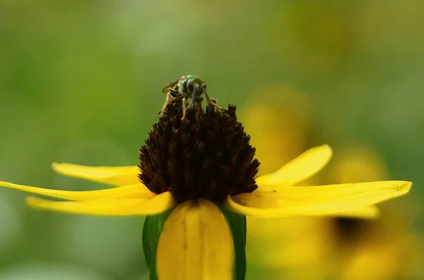 Крупним Планом Знімок Бджоли Квітці — стокове фото