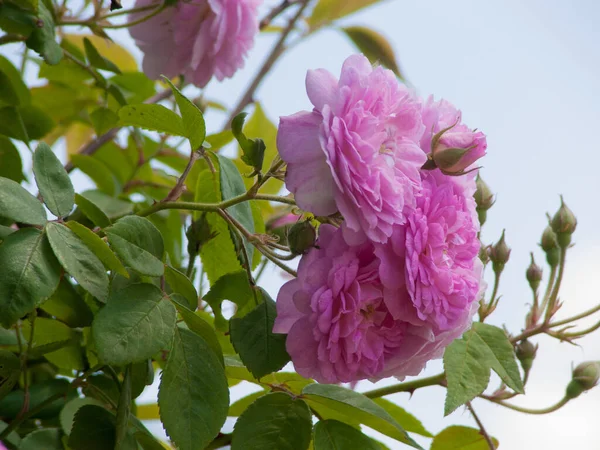 Pink Peony Flower Garden — Stock Photo, Image