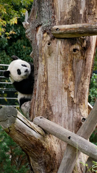 花园里的大熊猫熊 — 图库照片