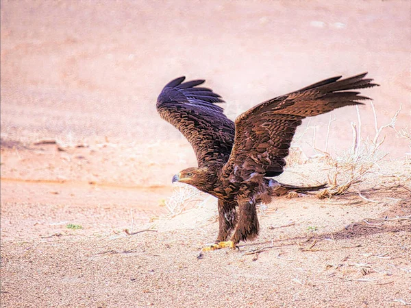 Águila Macho Naturaleza —  Fotos de Stock