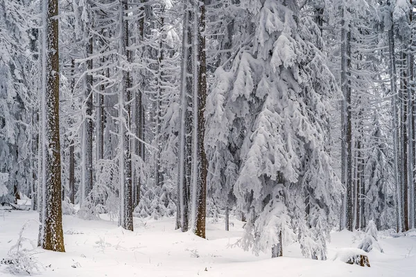 Téli Erdő Havas Fákkal — Stock Fotó