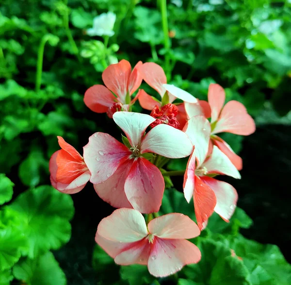 庭の美しい花 — ストック写真