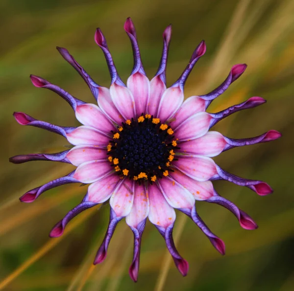 Beautiful Gerbera Flower Garden — Stock Photo, Image