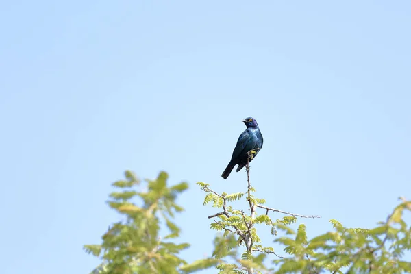 Vogel Auf Einem Ast Wald — Stockfoto