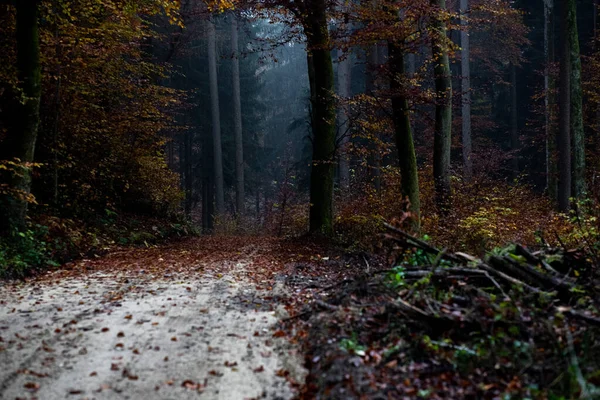 Forêt Automne Avec Arbres Feuilles Sur Fond Nature — Photo