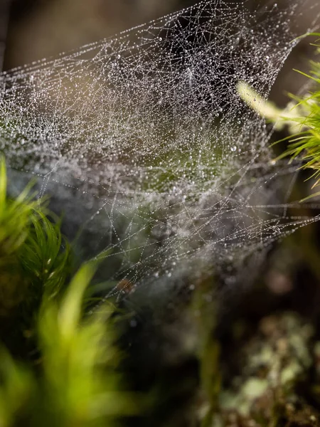 Çimlerin Üzerinde Çiy Damlaları Olan Örümcek Ağı — Stok fotoğraf