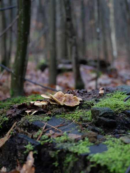 Champignon Dans Forêt — Photo