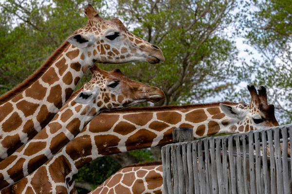 Girafes Dans Zoo Animaux — Photo