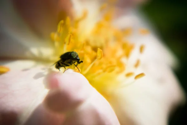 Bij Een Bloem — Stockfoto