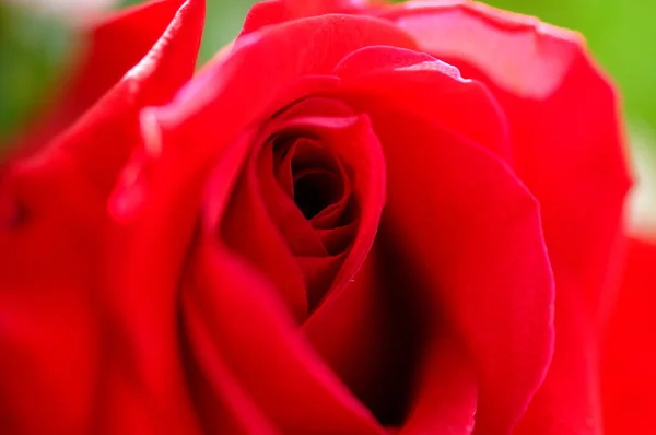 Gyönyörű Vörös Rózsa Egy Sötét Háttér — Stock Fotó