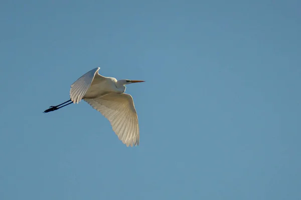 Schöner Weißstorch Fliegt Den Himmel — Stockfoto
