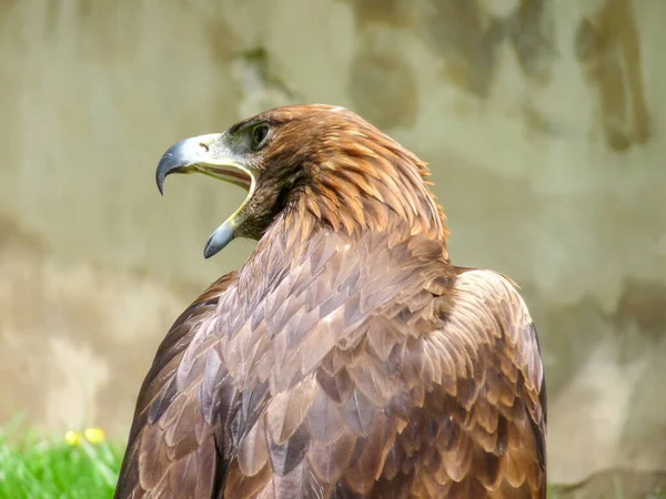 Retrato Hermoso Águila — Foto de Stock