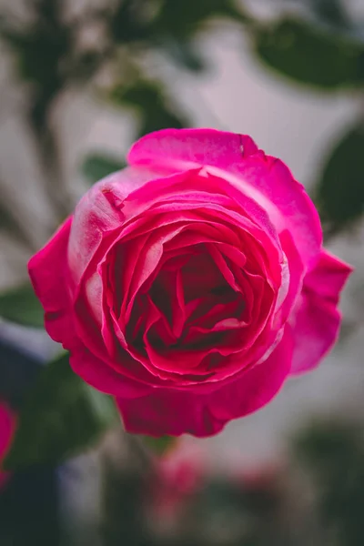 Beautiful Pink Rose Garden — Stock Photo, Image