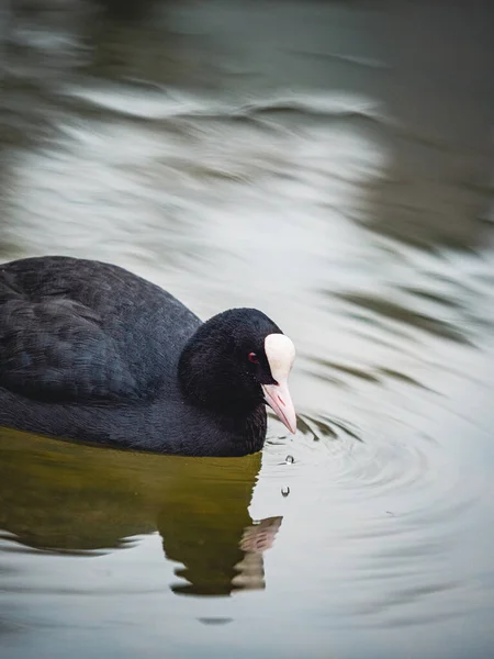 Чёрная Утка Озере — стоковое фото