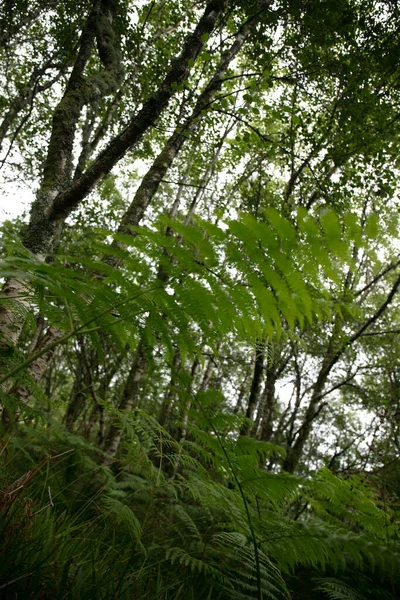 Forêt Verte Avec Beau Ciel Sur Fond Nature — Photo