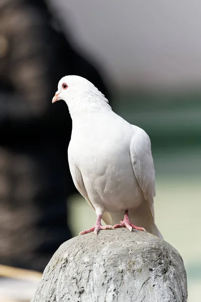 Tiro Close Pombo Branco Uma Parede Pedra — Fotografia de Stock