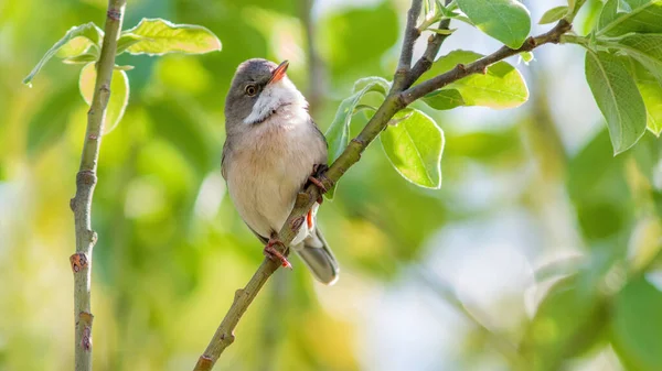 Hermoso Tiro Pájaro Joven Hábitat Natural — Foto de Stock