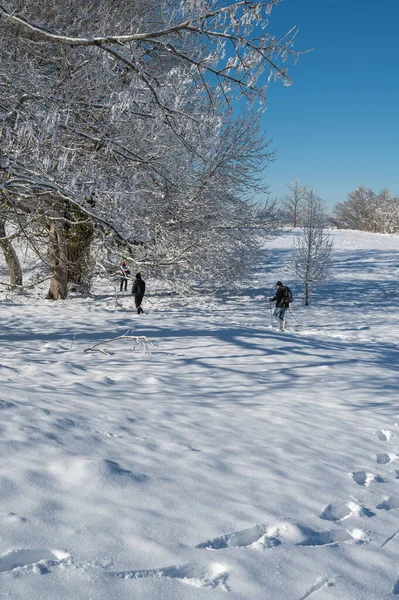 Winterlandschap Met Besneeuwde Bomen — Stockfoto