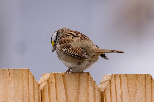 Vogel Auf Einem Holzgrund — Stockfoto