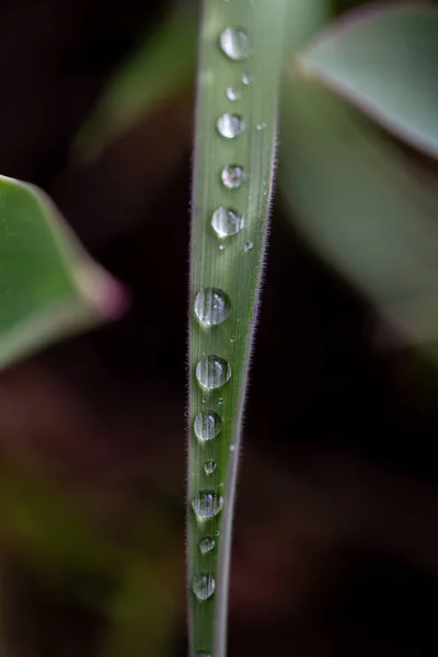 草の上の露が落ちる — ストック写真