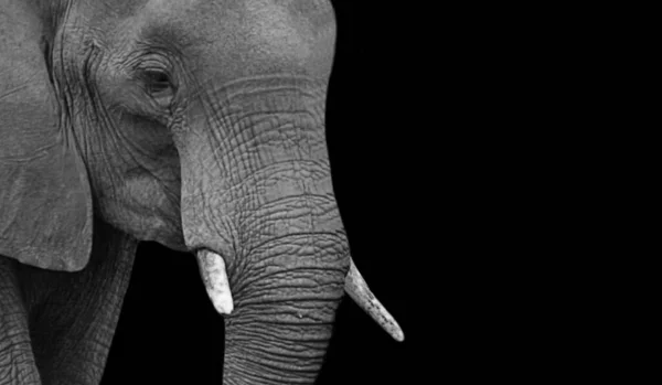 Elefante Africano Loxodonta Africana Animale Mammifero — Foto Stock