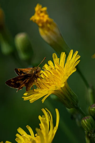 Abelha Uma Flor — Fotografia de Stock