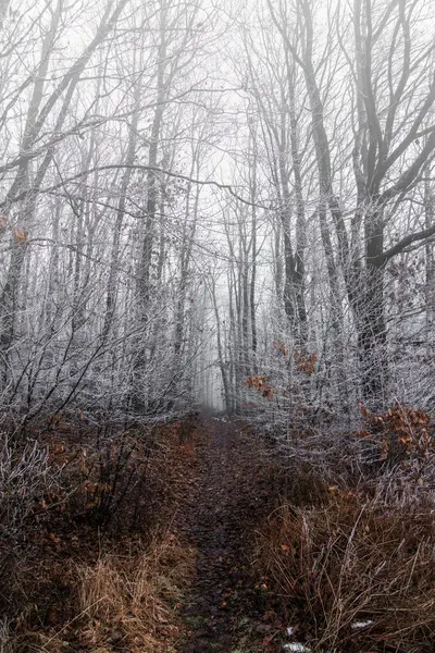 Beautiful Winter Forest Snow — Stock Photo, Image