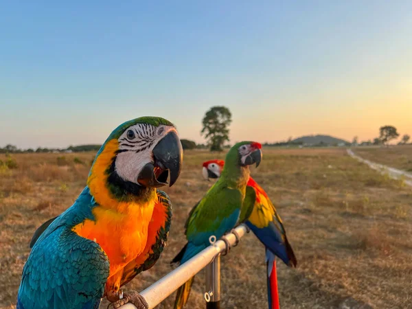 Belo Tiro Pássaro Papagaio — Fotografia de Stock