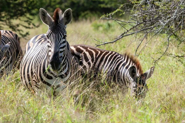 Zebra Savaně Keňské — Stock fotografie