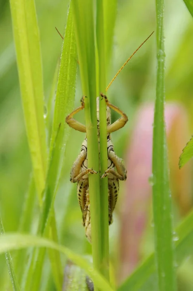 Saltamontes Verdes Una Planta — Foto de Stock