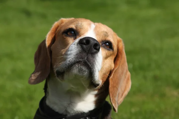 公園の犬 — ストック写真