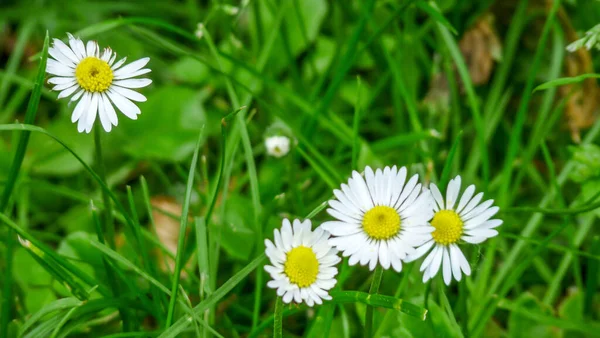Schöne Weiße Gänseblümchenblümchen Gras — Stockfoto