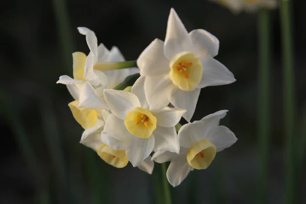 庭の美しい白い蘭の花 — ストック写真